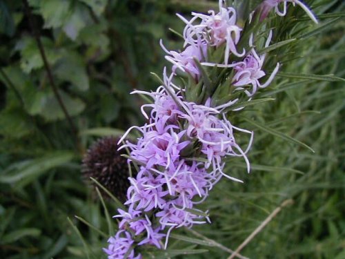 Dotted Gayfeather (Liatris punctata)