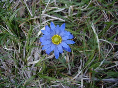 Carolina Anemone (Anemone caroliniana)