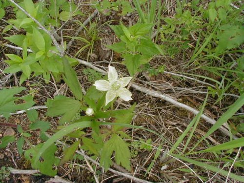 Tall Anemone (Anemone virginiana)