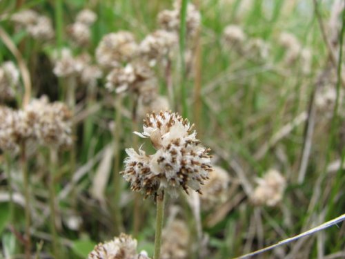 Field Pussytoes (Antennaria neglecta)