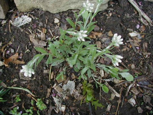 Plantain-leaf pussytoes (Antennaria plantaginifolia)