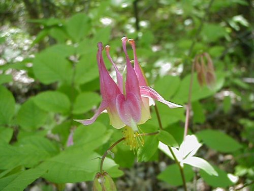 Red Columbine (Aquilegia canadensis)