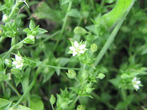 Thymeleaf Sandwort (Arenaria serpyllifolia)