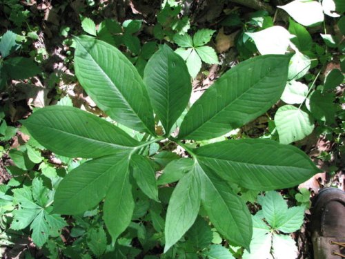 Green Dragon (Arisaema dracontium)