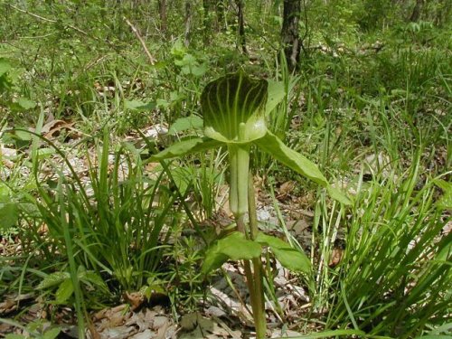 Jack in the Pulpit (Arisaema triphyllum)