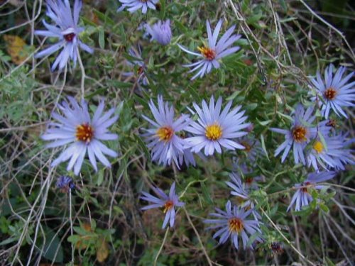 Aromatic Aster (Aster oblongifolius)