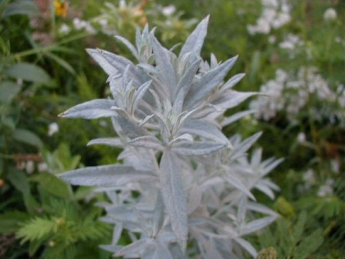 White Sage (Artemisia ludoviciana)