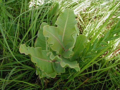 Bluntleaf Milkweed (Asclepias amplexicaulis)