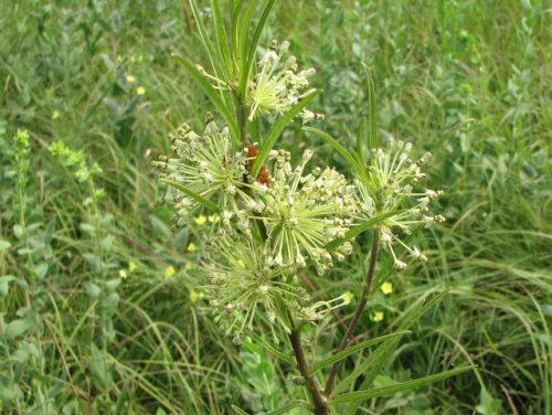 Tall Green Milkweed (Asclepias hirtella)