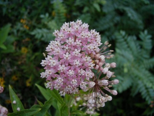 Swamp Milkweed (Asclepias incarnata)