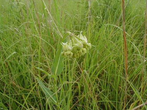 Mead's Milkweed (Asclepias meadii)