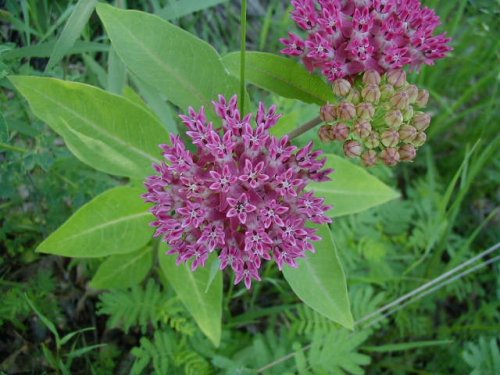 Purple Milkweed (Asclepias purpurascens)