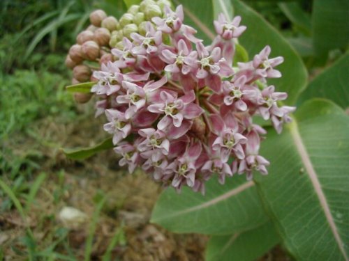 Smooth Milkweed (Asclepias sullivantii)