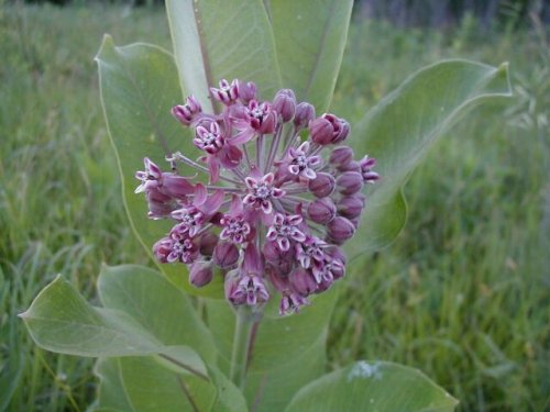 Common Milkweed (Asclepias syriaca)