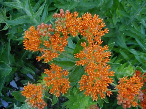 Butterfly Milkweed (Asclepias tuberosa)