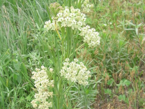 Whorled Milkweed (Asclepias verticillata)