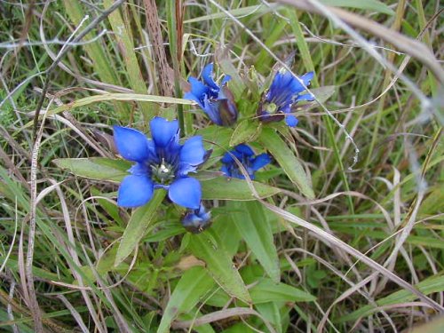 Downy Gentian (Gentiana puberulenta)