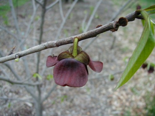 Paw Paw (Asimina triloba)