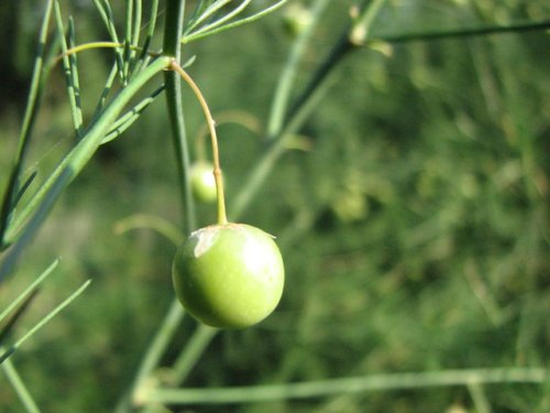 Asparagus (Asparagus officinalis)