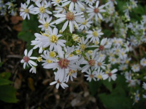 Drummond's Aster (Aster drummondii)