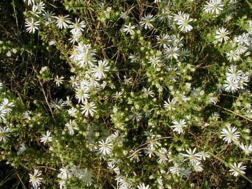 Heath Aster (Aster ericoides)