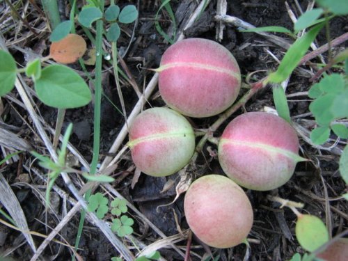 Ground Plum Milkvetch (Astragalus crassicarpus)