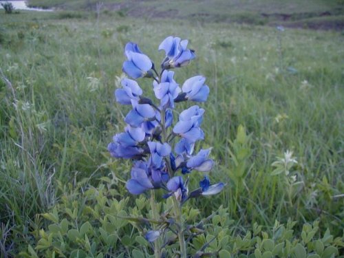 Blue Wild Indigo (Baptisia australis)