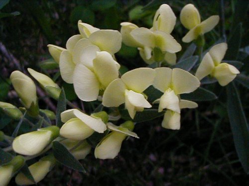 Cream Wild Indigo (Baptisia bracteata)