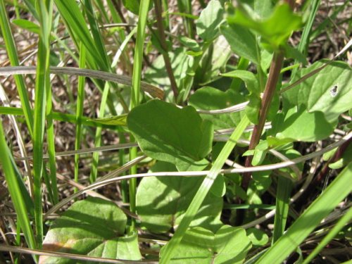 Bitter Wintercress (Barbarea vulgaris)