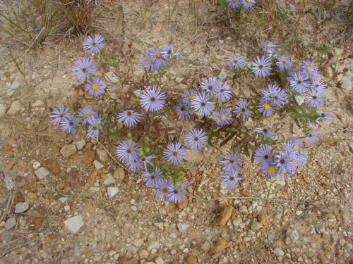 Silky Aster (Aster sericeus)