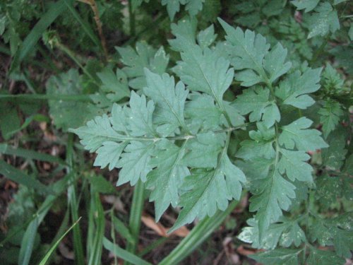 Spanish Needles (Bidens bipinnata)