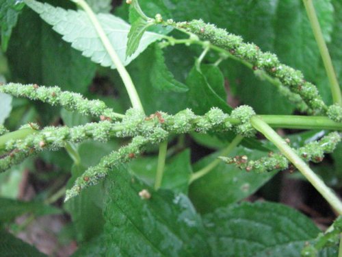 Bog Hemp (Boehmeria cylindrica)