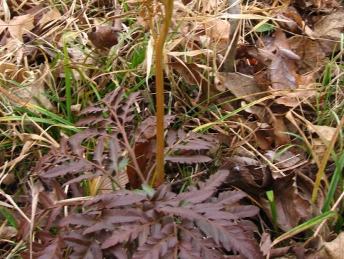 Dissected Grape Fern (Botrychium dissectum)