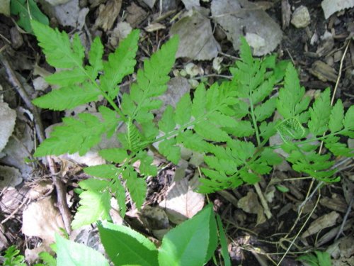 Rattlesnake Fern (Botrychium virginianum)