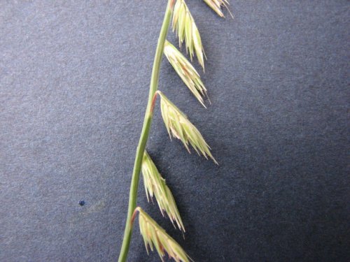 Side-Oats Grama (Bouteloua curtipendula)