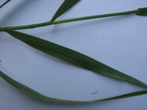 Smooth Brome (Bromus inermis)