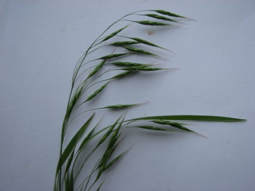 Japanese Brome (Bromus japonicus)