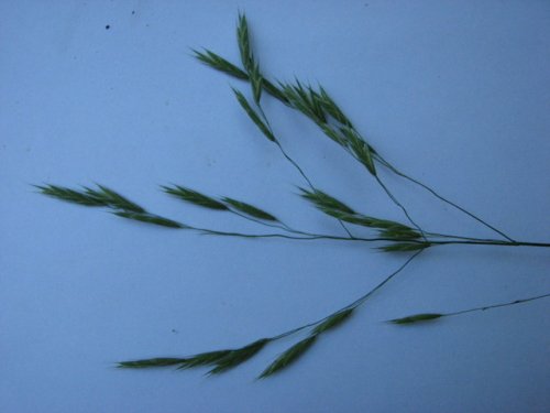 Canada Brome (Bromus pubescens)