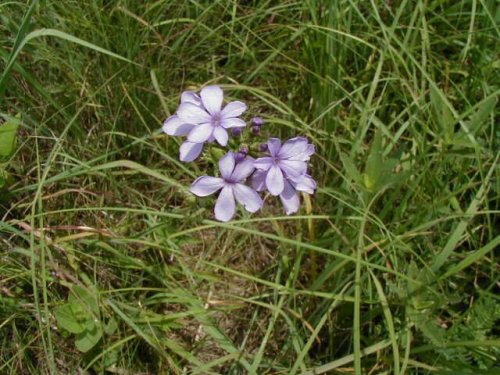 Bluehearts (Buchnera americana)