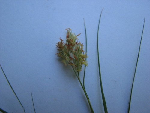 Buffalo Grass (Buchloe dactyloides)