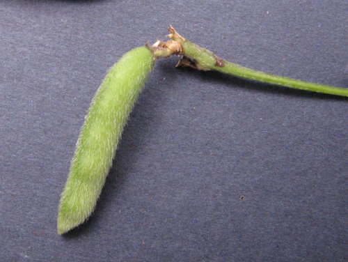 Trailing Wild Bean (Strophostyles helvolus)