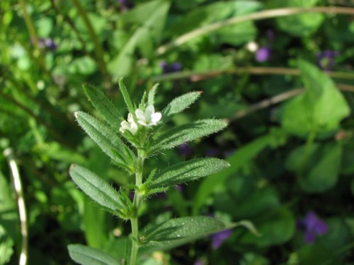 Corn Gromwell (Lithospermum arvense)