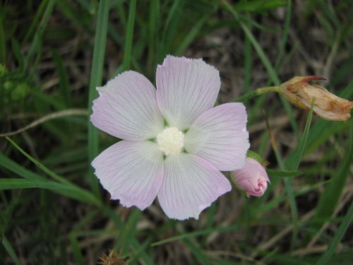 Pink Poppy Mallow (Callirhoe alcaeoides)