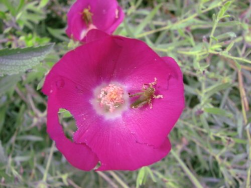 Purple Poppy Mallow (Callirhoe involucrata)