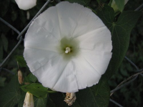 Common Hedge Bindweed (Calystegia sepium)