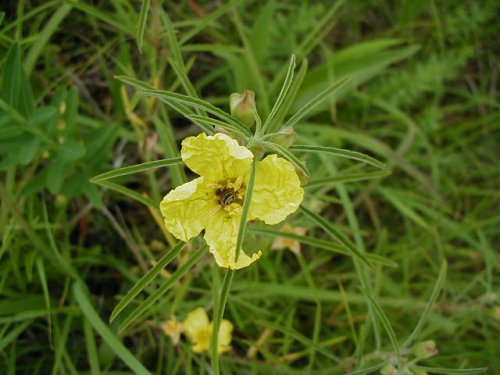 Toothed Evening Primrose (Calylophus serrulatus)