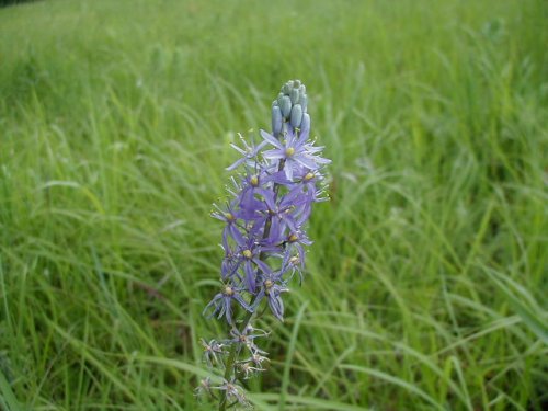 Wild Hyacinth (Camassia angusta)