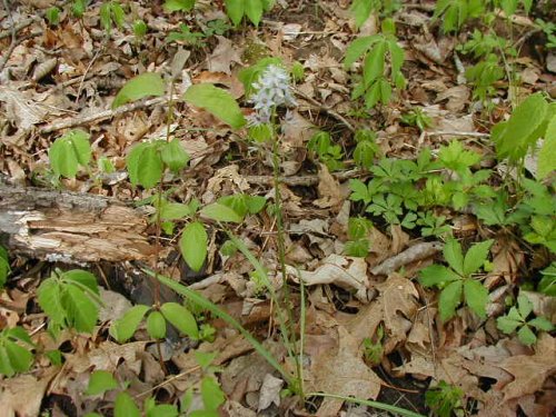 Wild Hyacinth (Camassia scilloides)