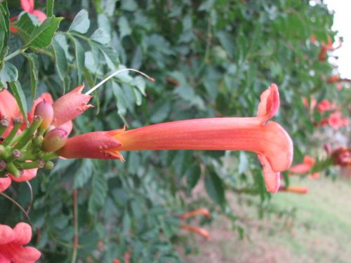 Trumpet Creeper (Campsis radicans)