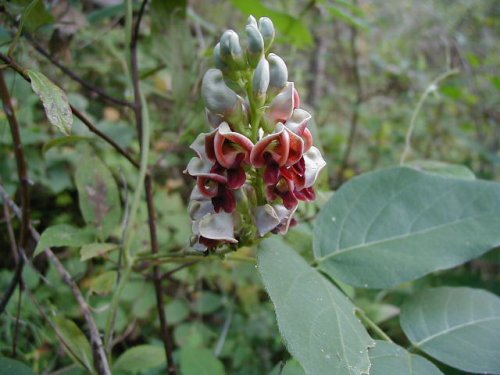 American Potato Bean (Apios americana)